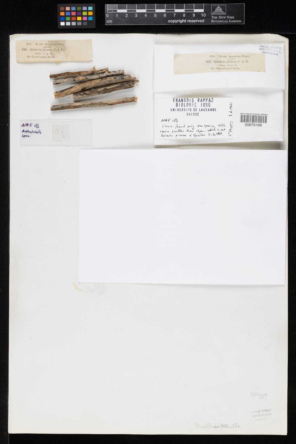 Barrmaelia picacea image