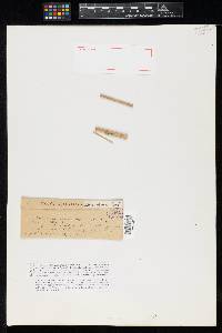 Sphaeria stenotheca image