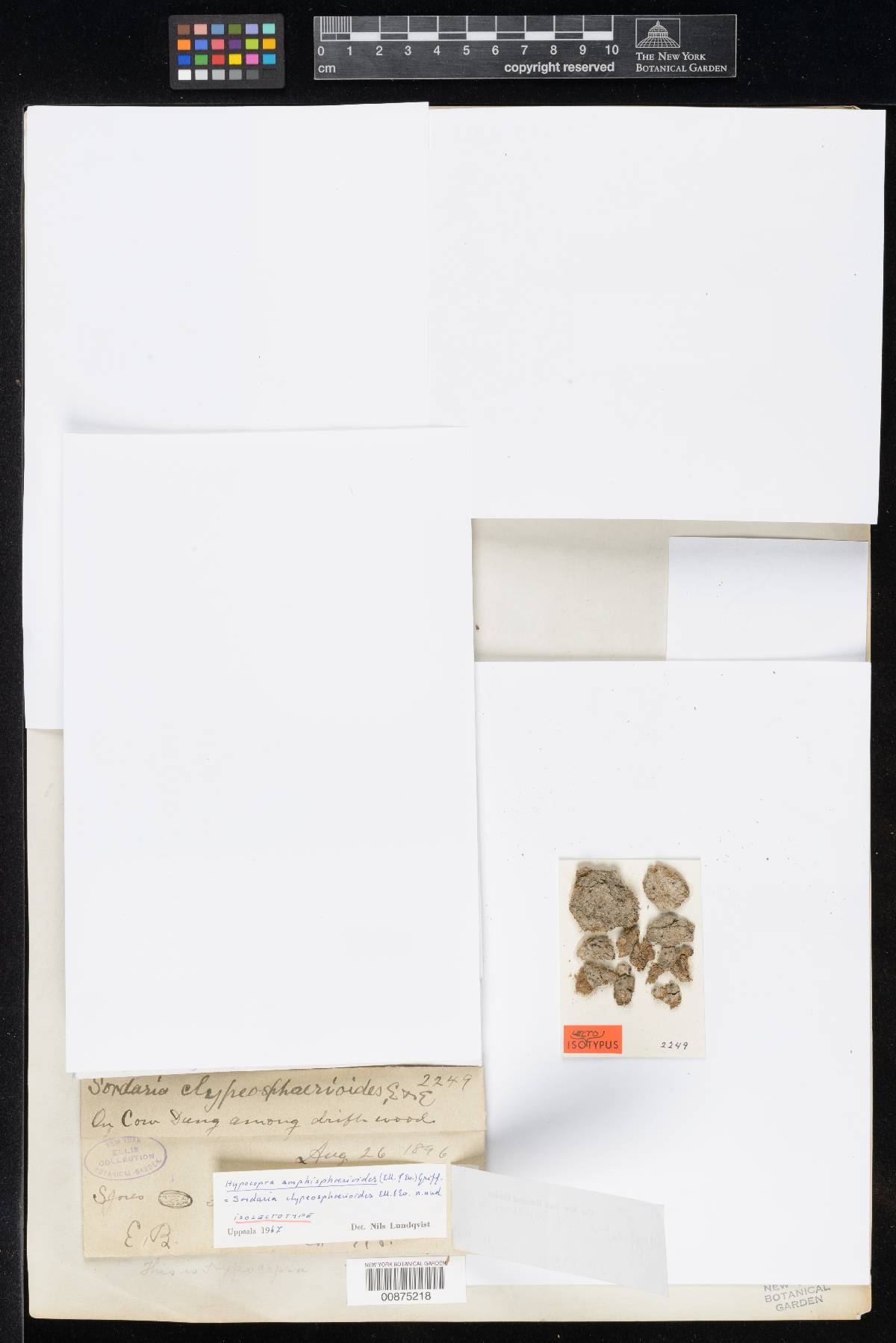 Sordaria amphisphaerioides image
