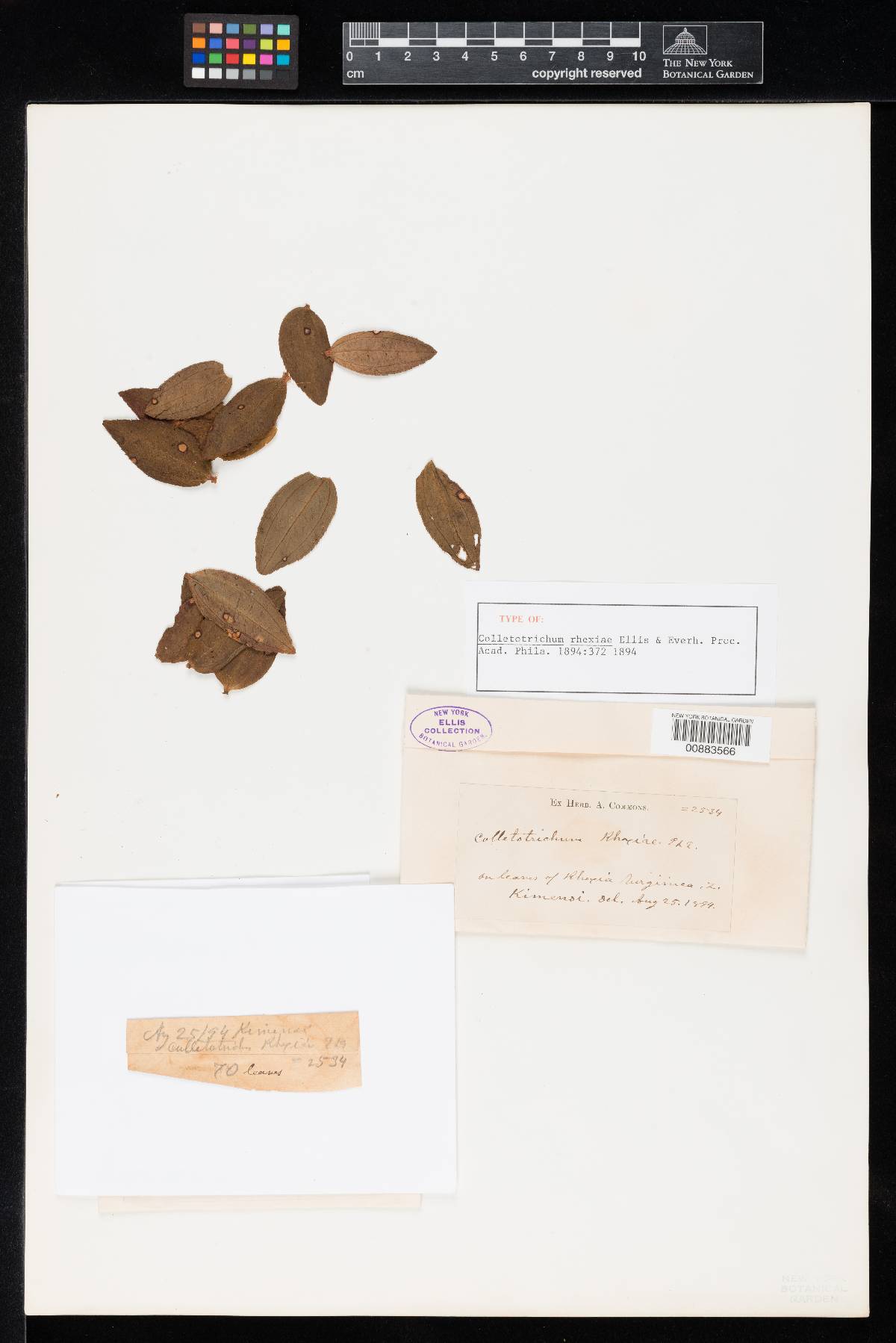 Colletotrichum rhexiae image