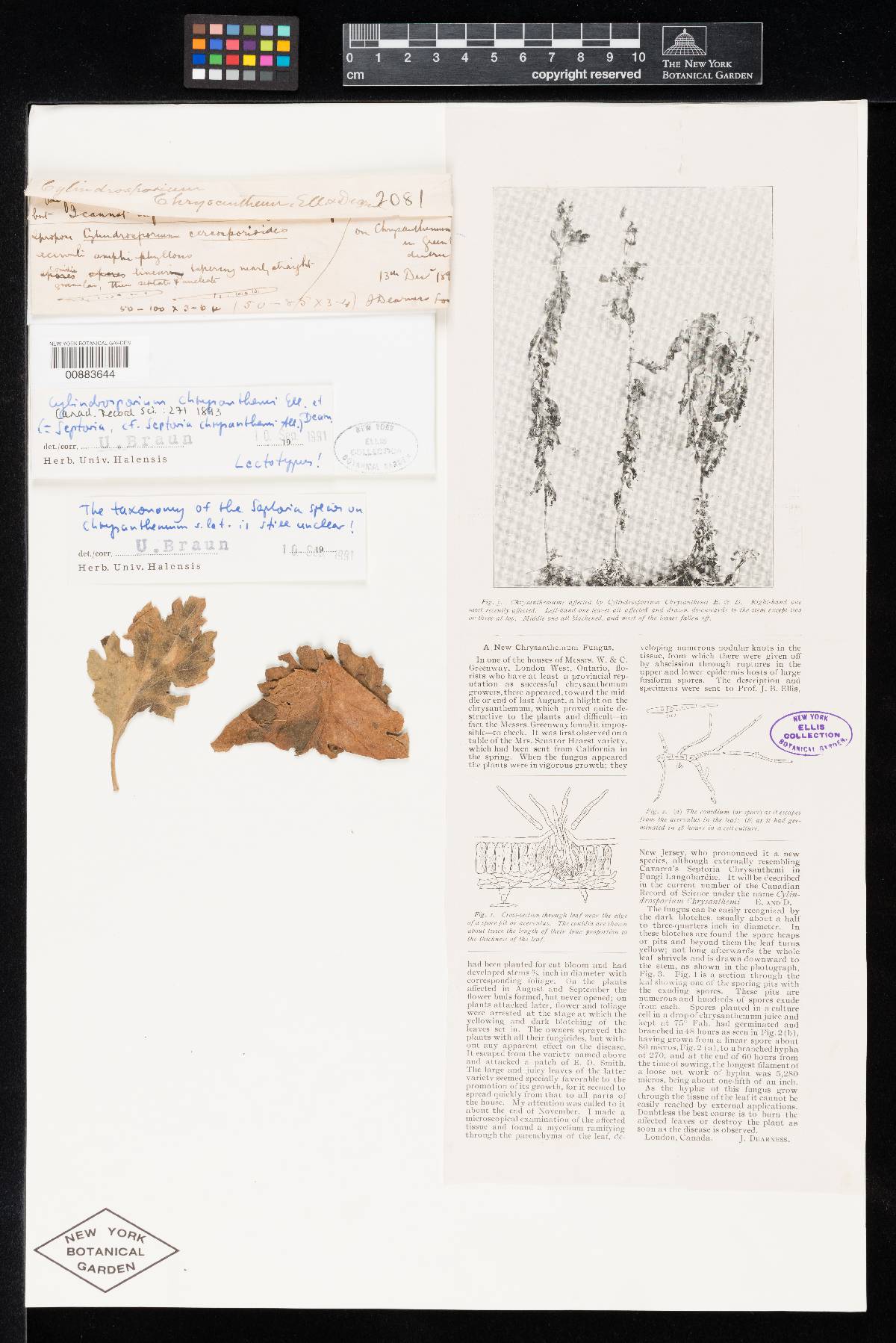 Cylindrosporium chrysanthemi image