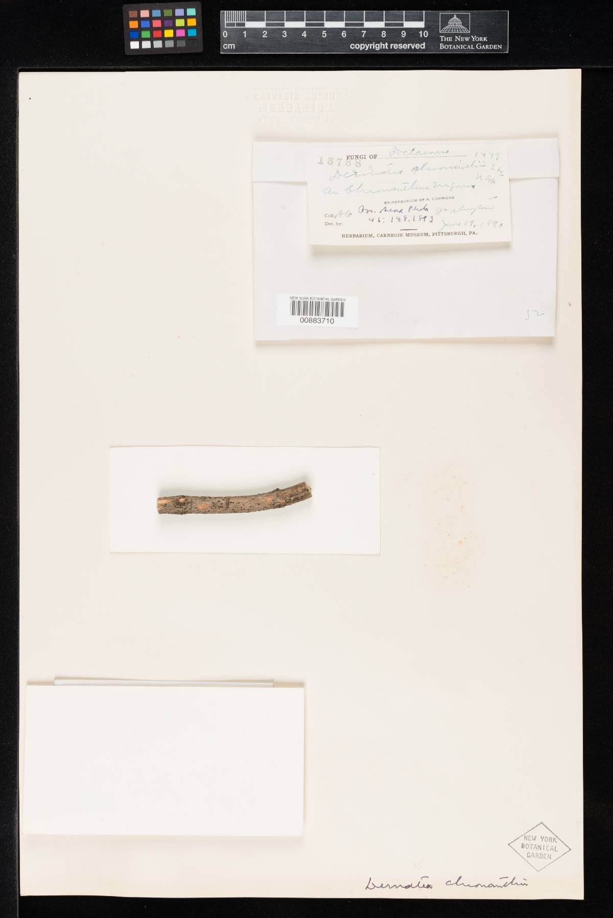 Dermatea chionanthi image