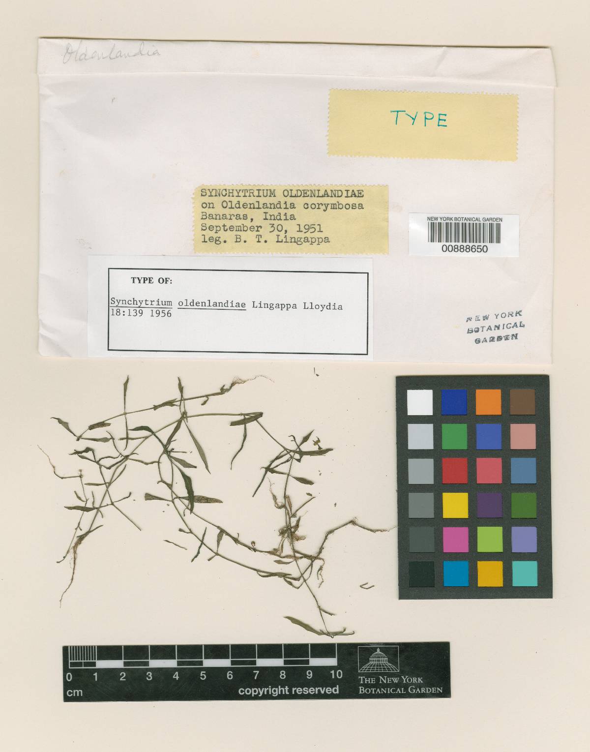Synchytrium oldenlandiae image