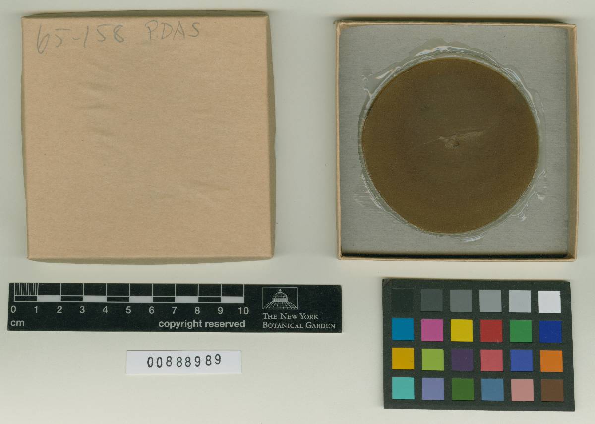 Backusella image