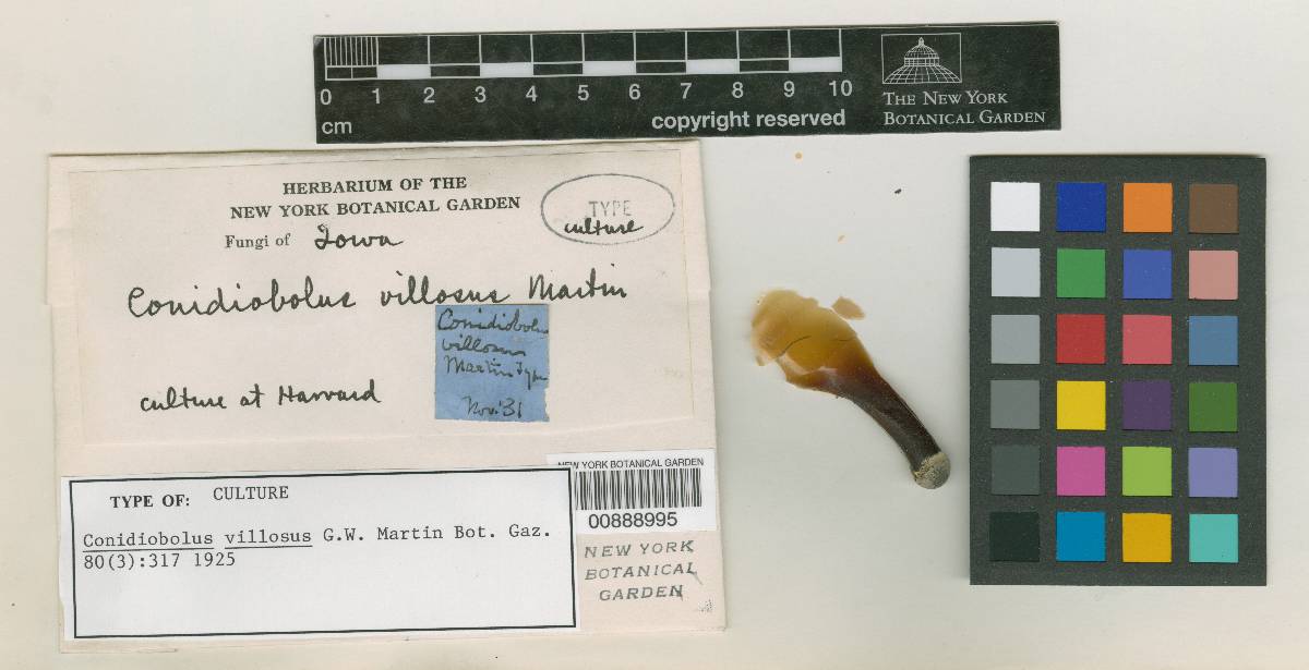 Conidiobolus coronatus image