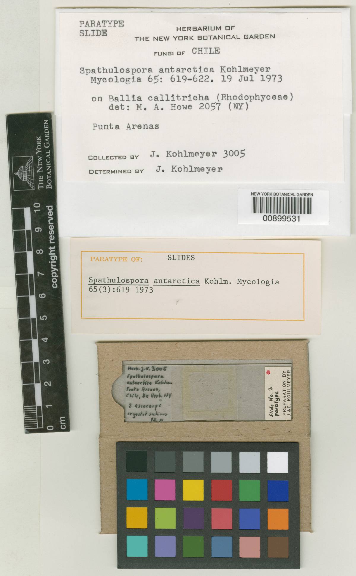 Spathulosporaceae image