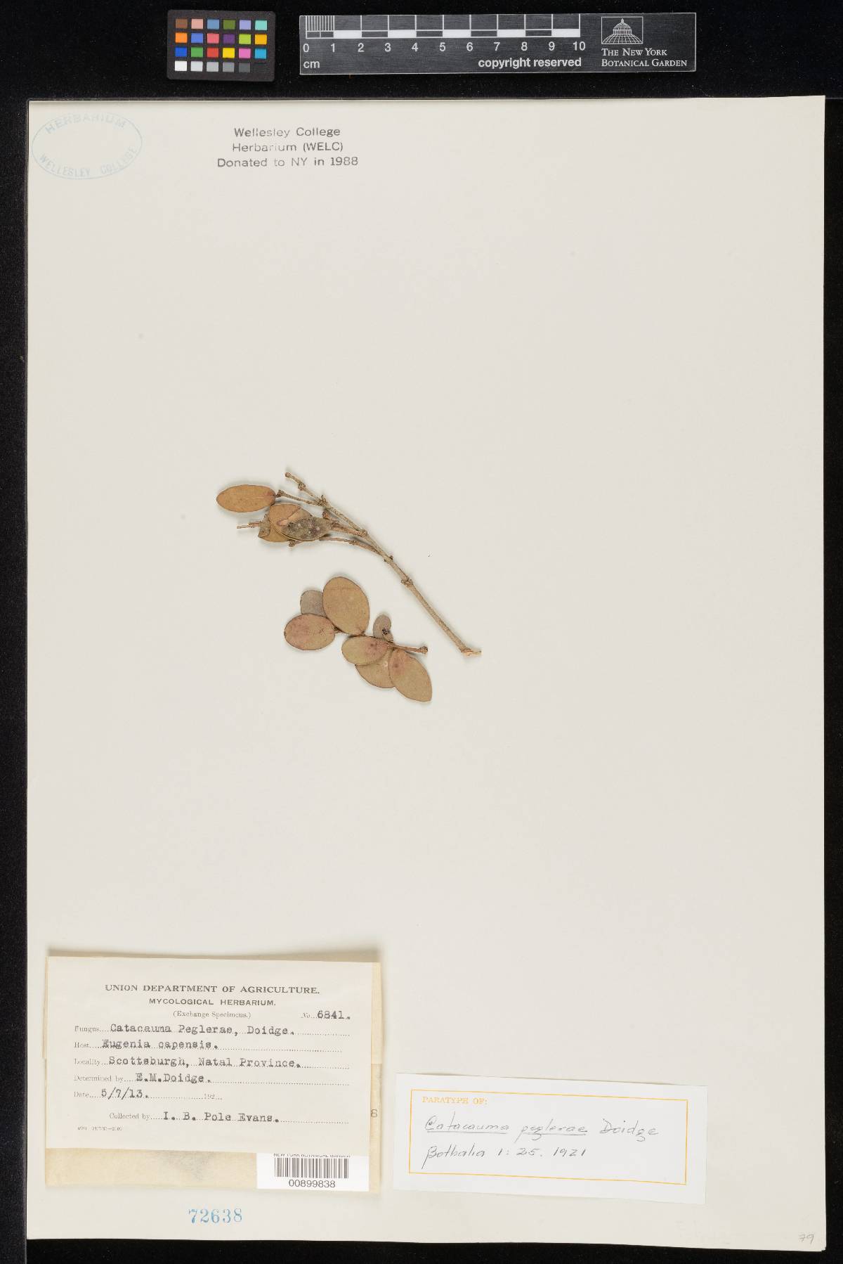 Phyllachora peglerae image