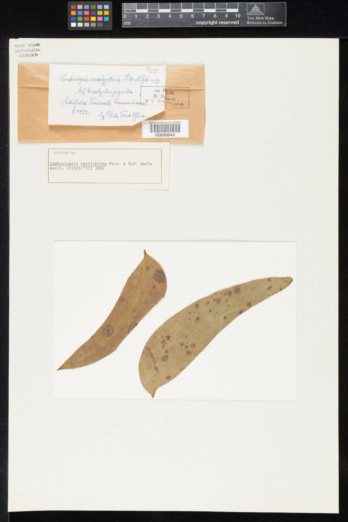 Lembosiopsis eucalyptina image
