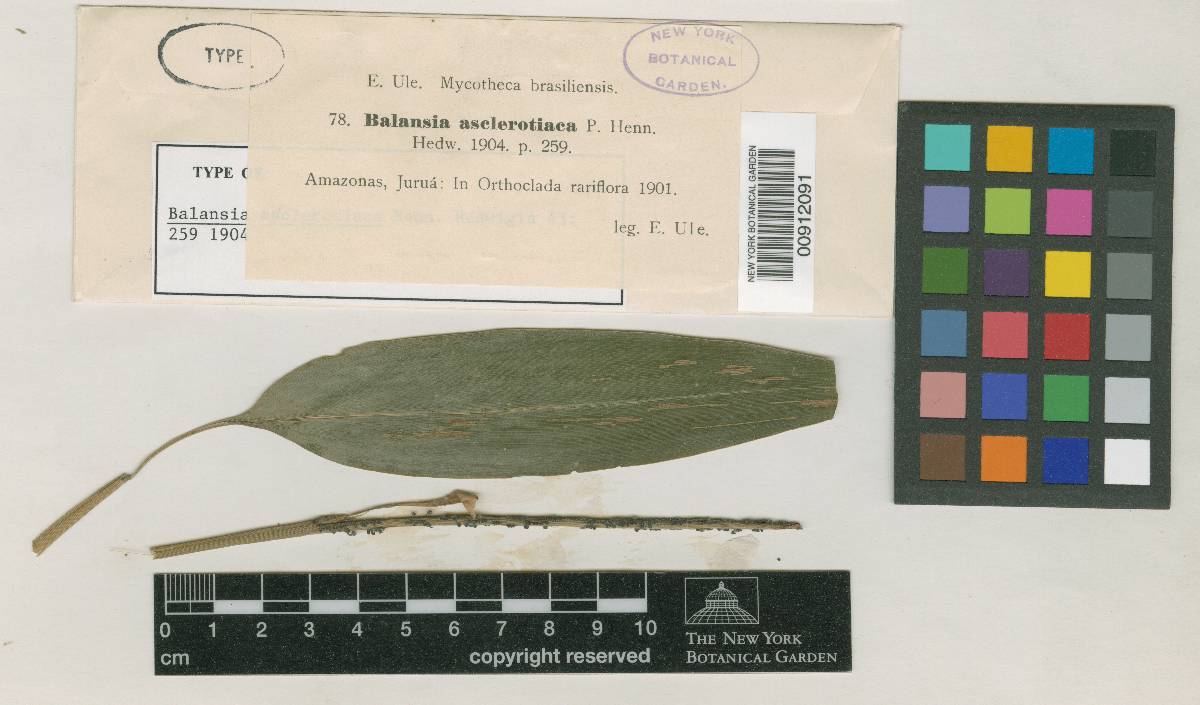 Balansia asclerotiaca image