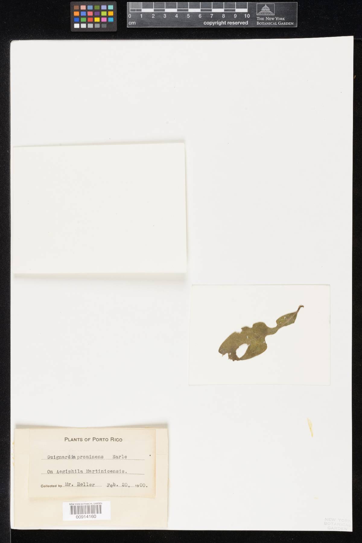 Guignardia prominens image