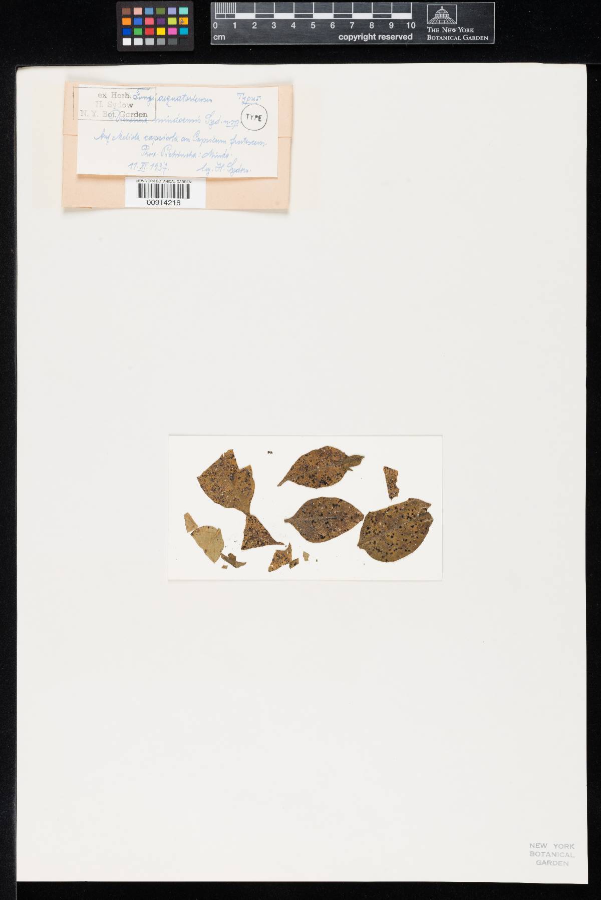 Dimerina mindoensis image