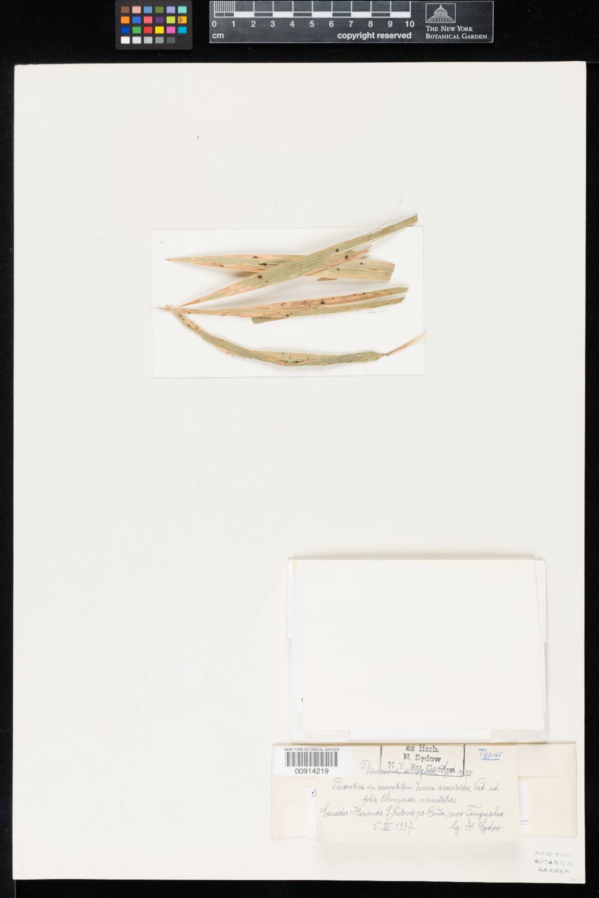 Dimerina allogena image