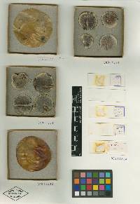 Hypomyces mycophilus image