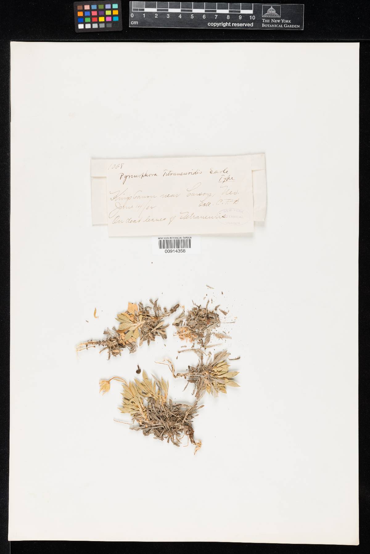 Pyrenophora tetraneuris image