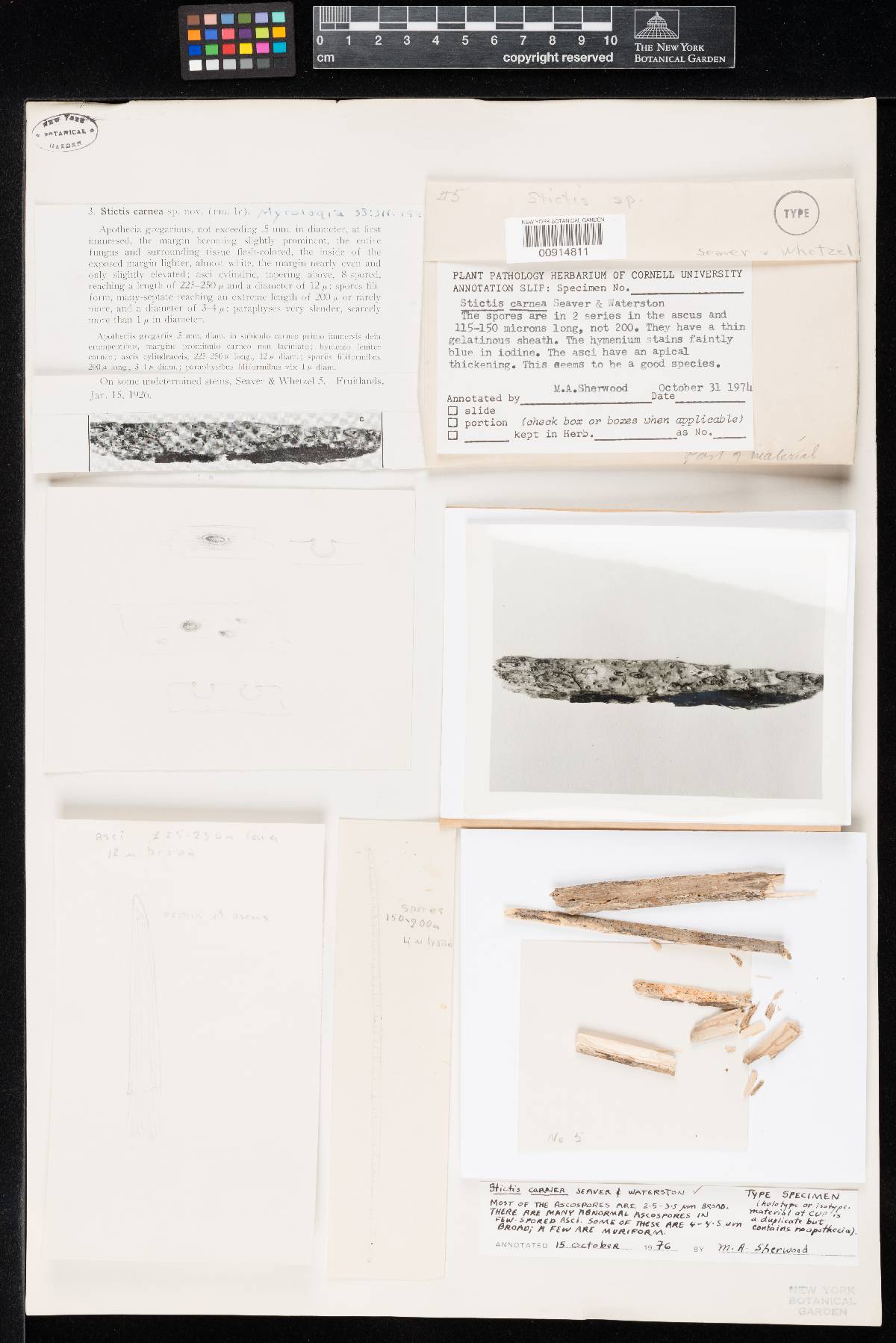 Stictis carnea image