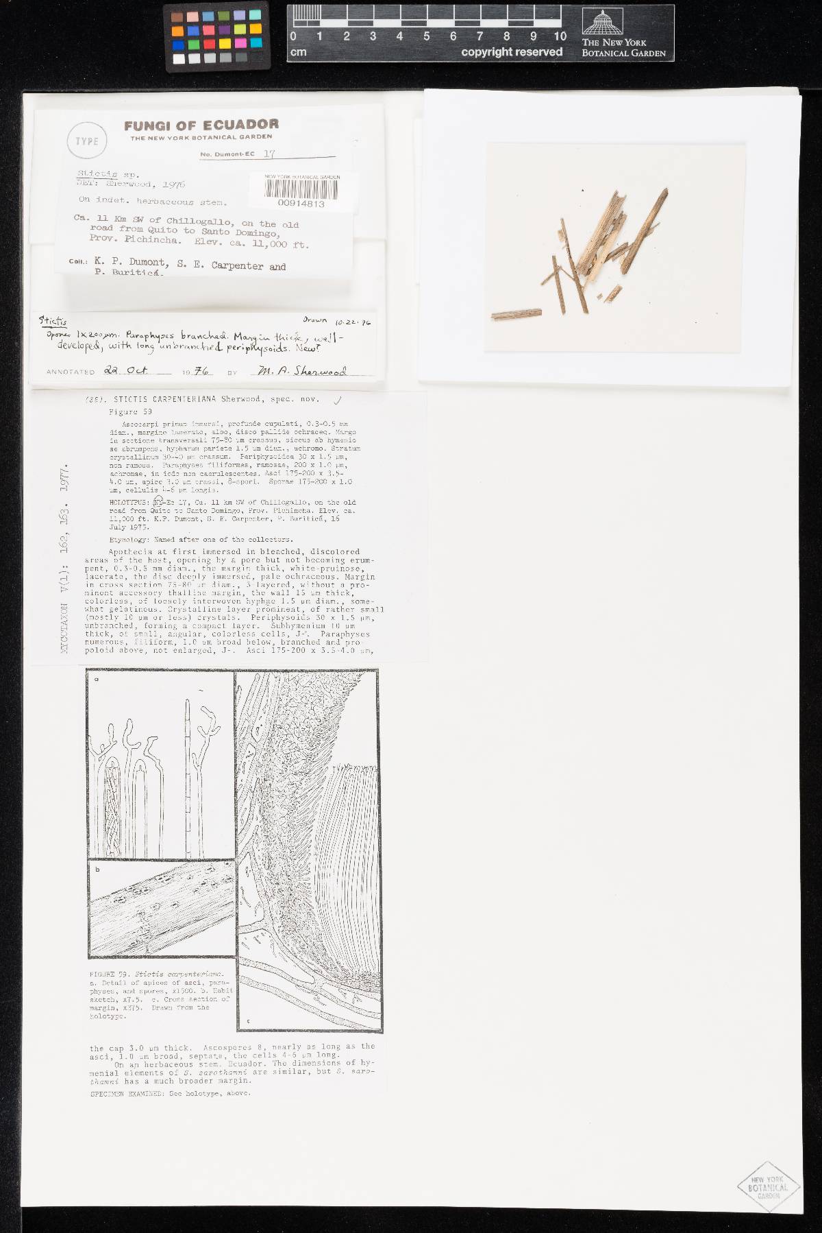 Stictis carpenteriana image