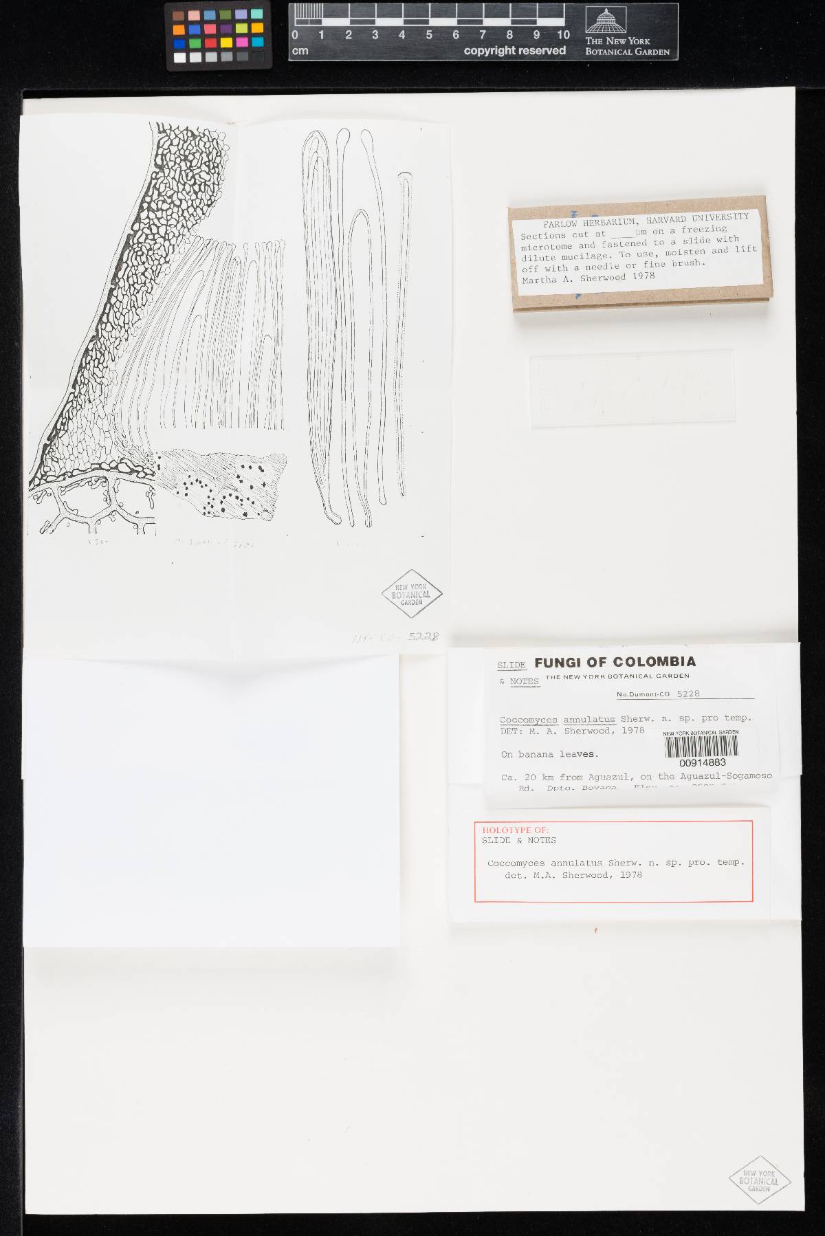 Coccomyces annulatus image