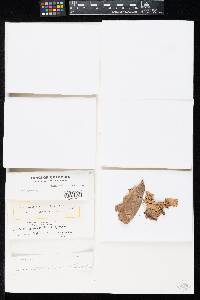 Coccomyces monticola image