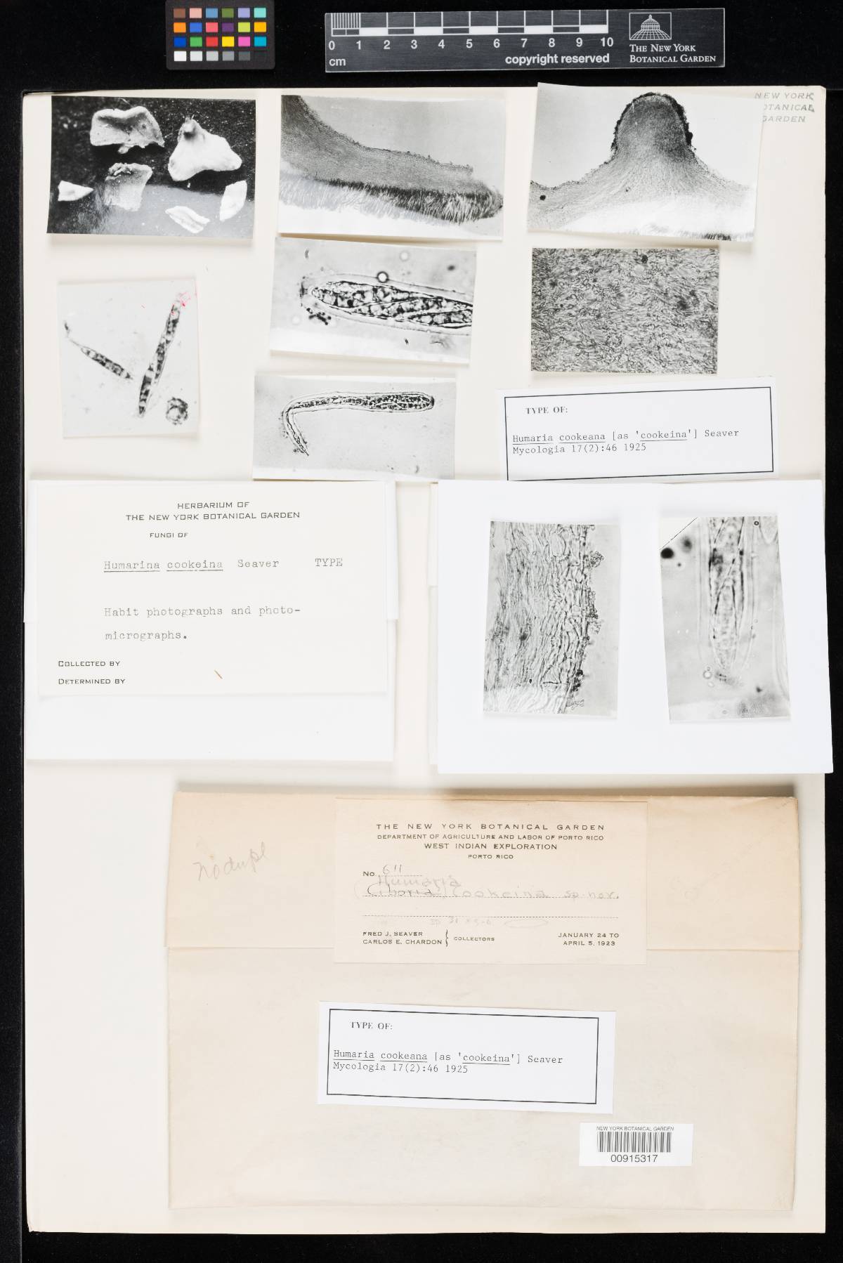 Humaria cookeana image