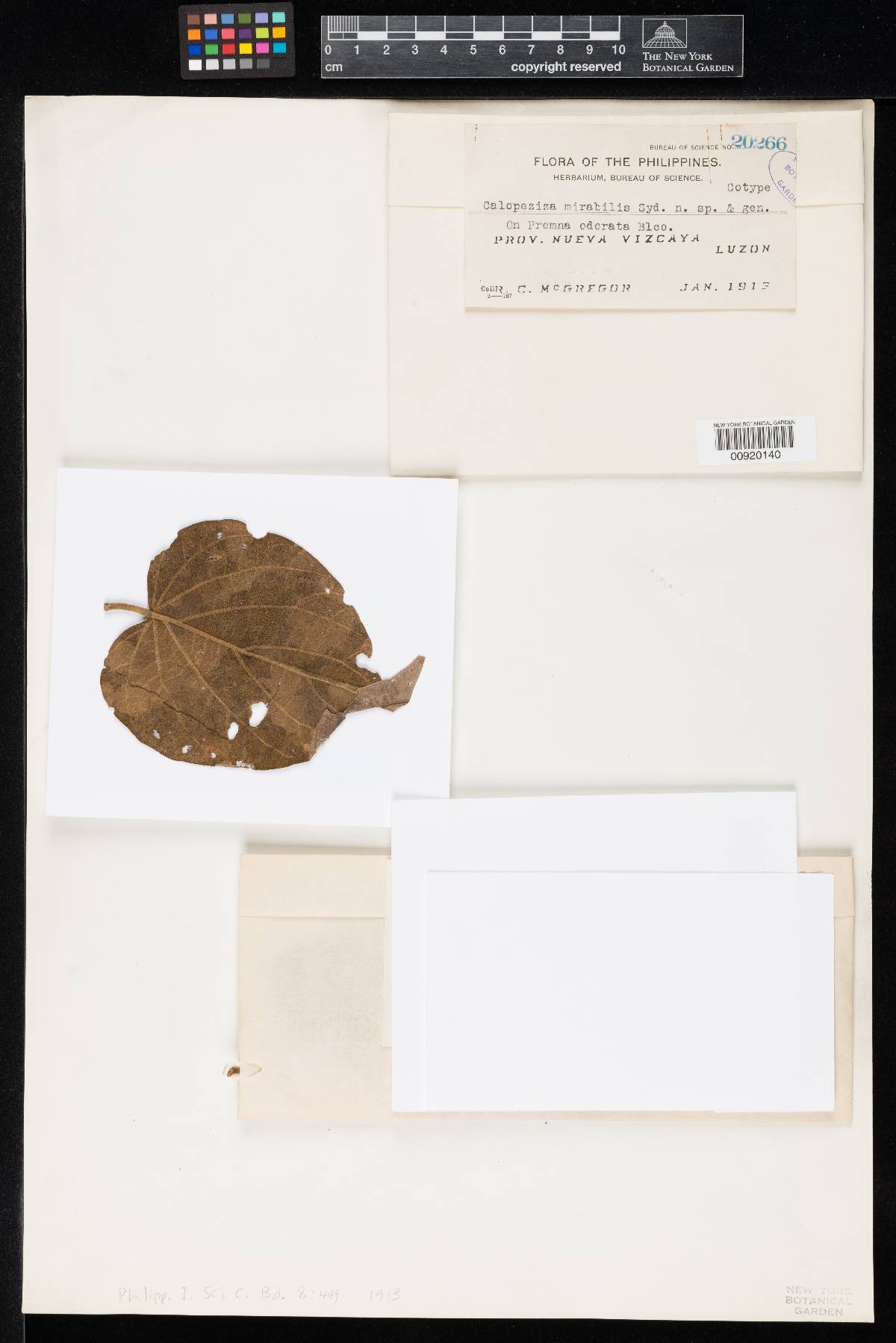 Dictyonella image