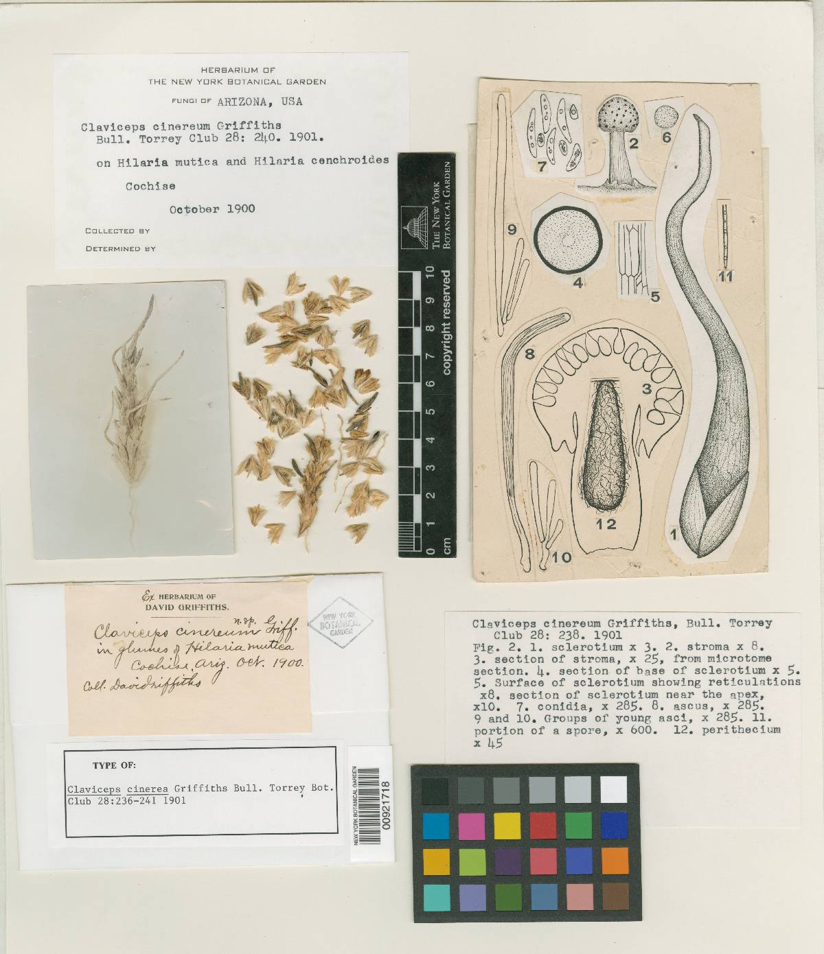 Claviceps cinerea image