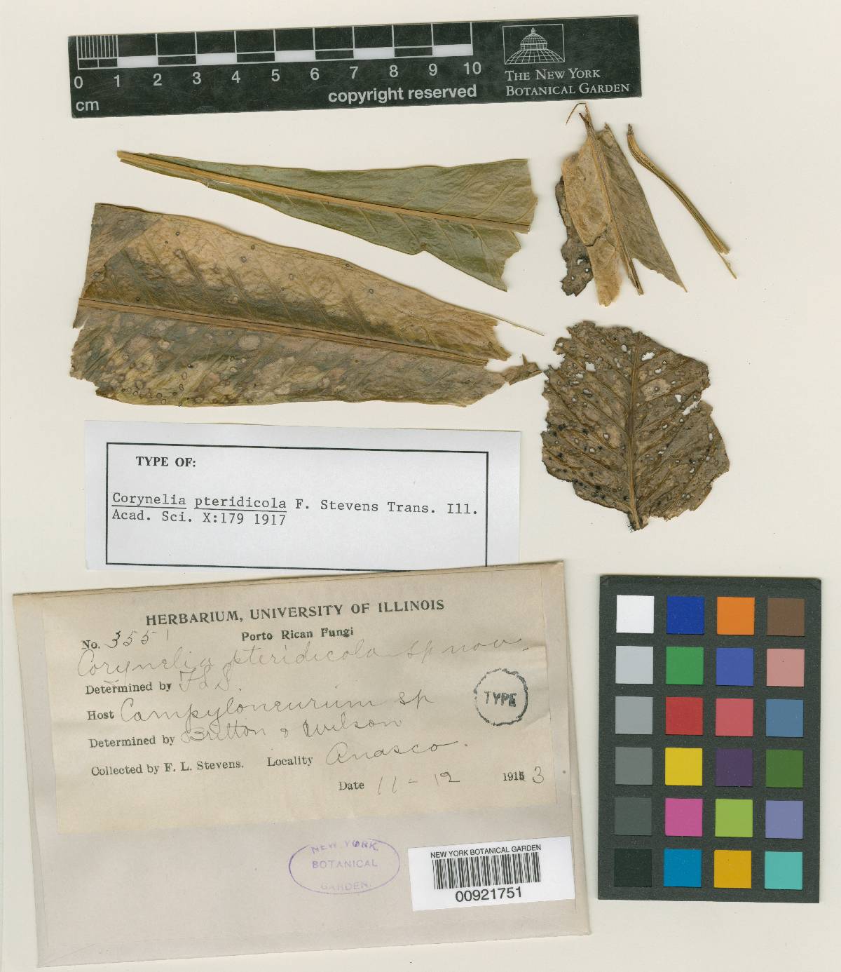 Corynelia pteridicola image