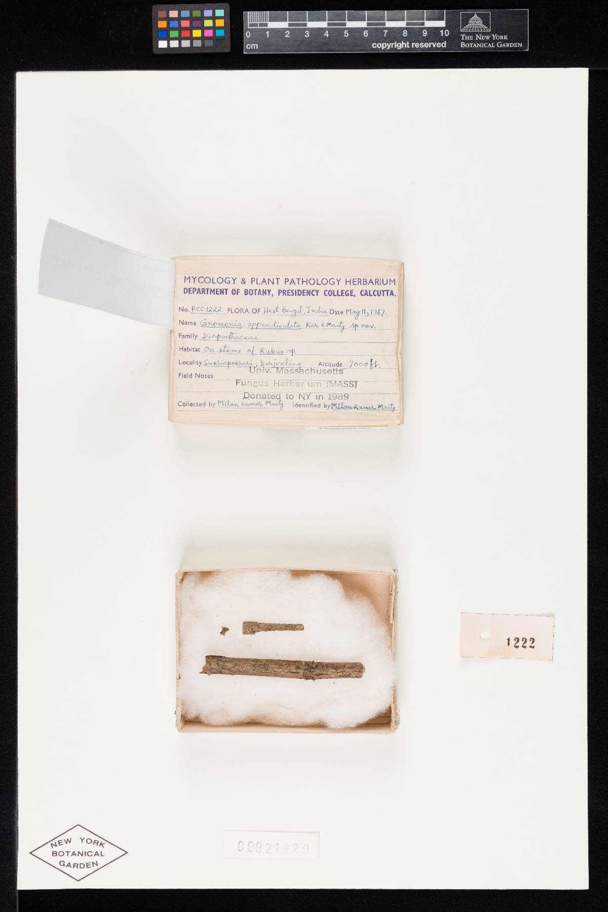 Gnomonia appendiculata image