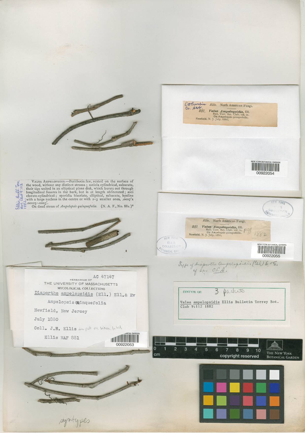 Valsa ampelopsidis image