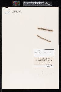 Sphaeropsis persicae image