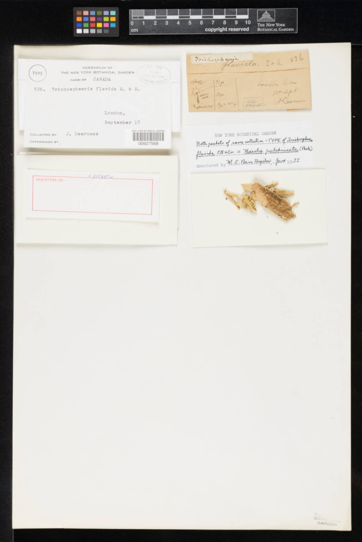 Trichosphaeria flavida image