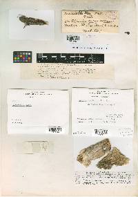 Nectriella cacti image