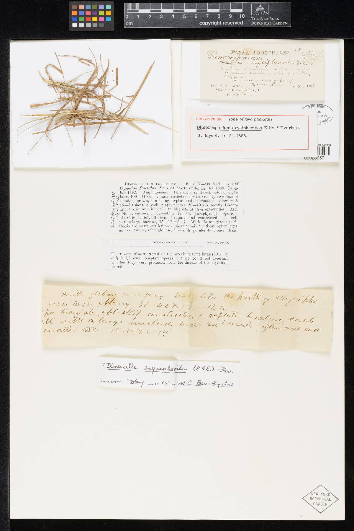 Dimerosporium erysiphoides image