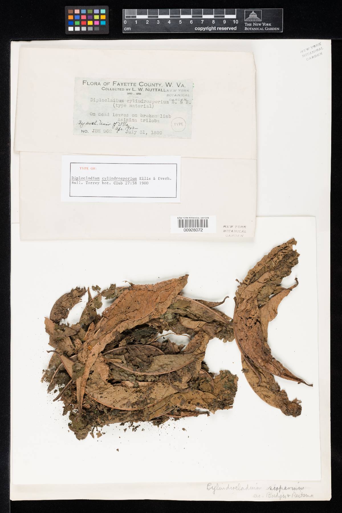 Calonectria kyotensis image