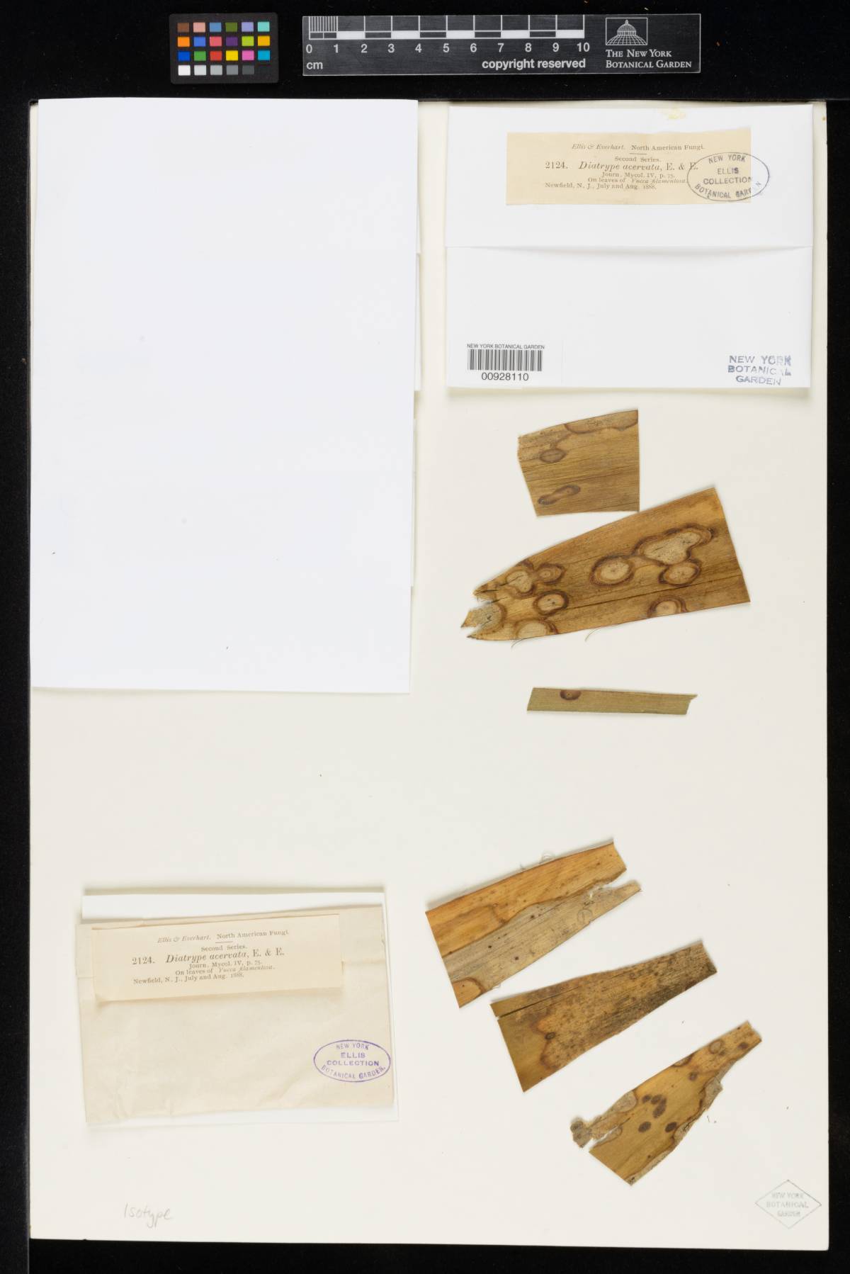 Planistromella acervata image