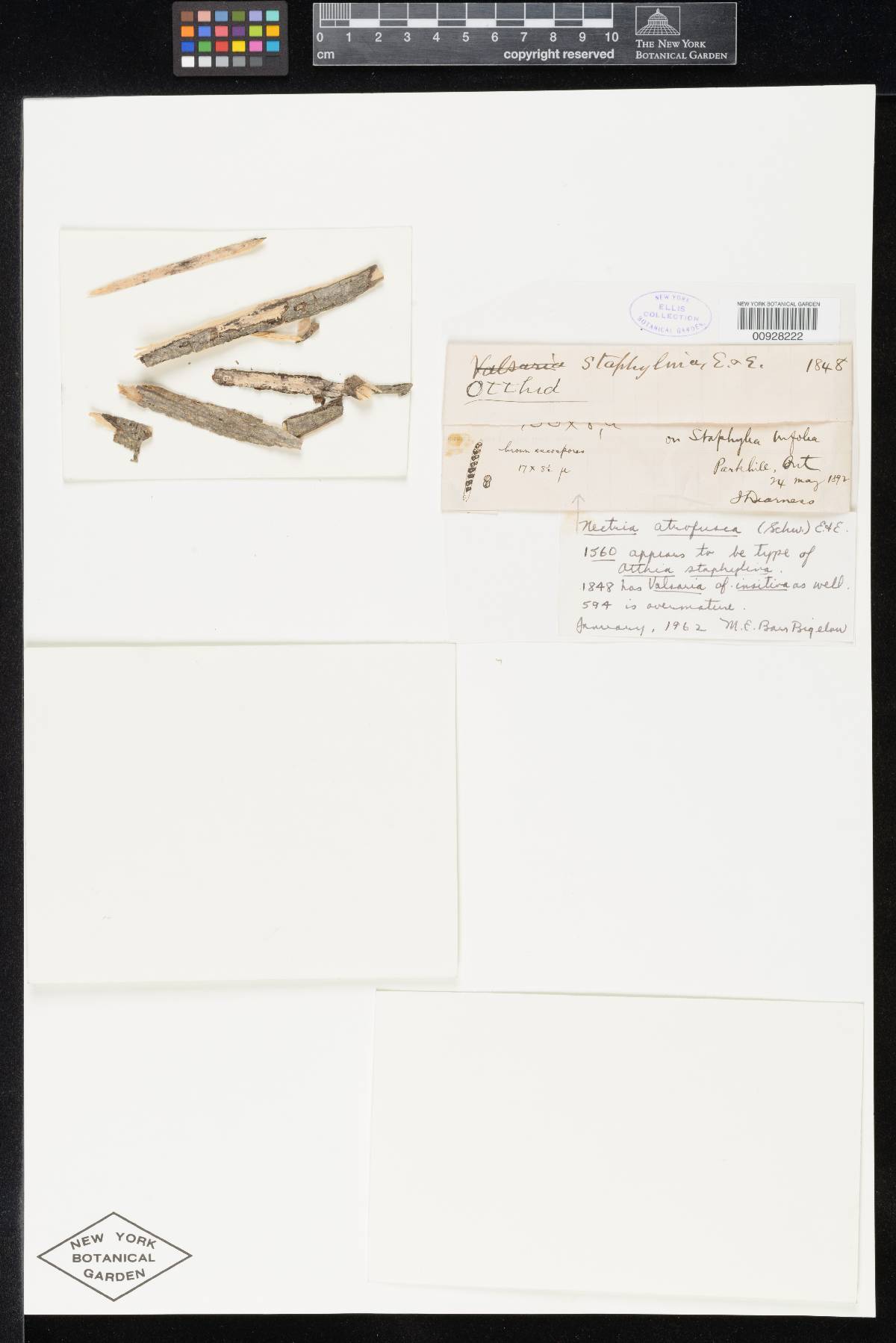 Otthia staphylina image