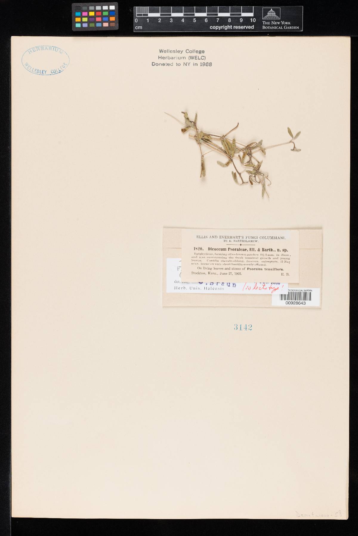 Dicoccum psoraleae image