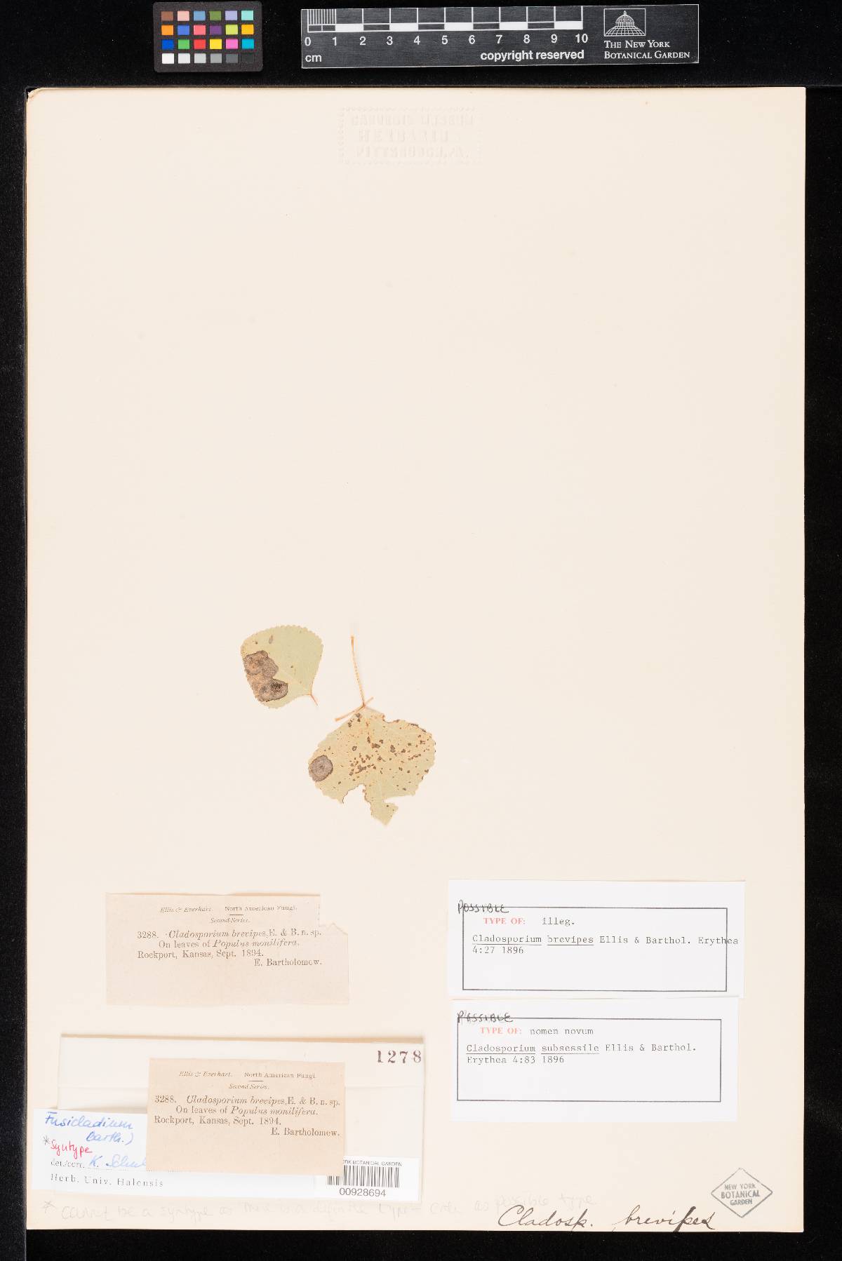 Cladosporium subsessile image