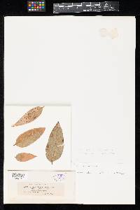 Phyllosticta leucothoes image