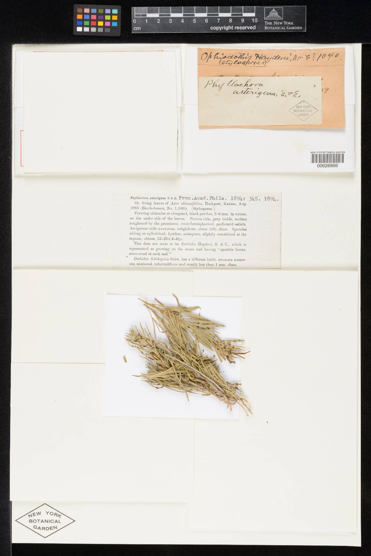 Phyllachora asterigena image