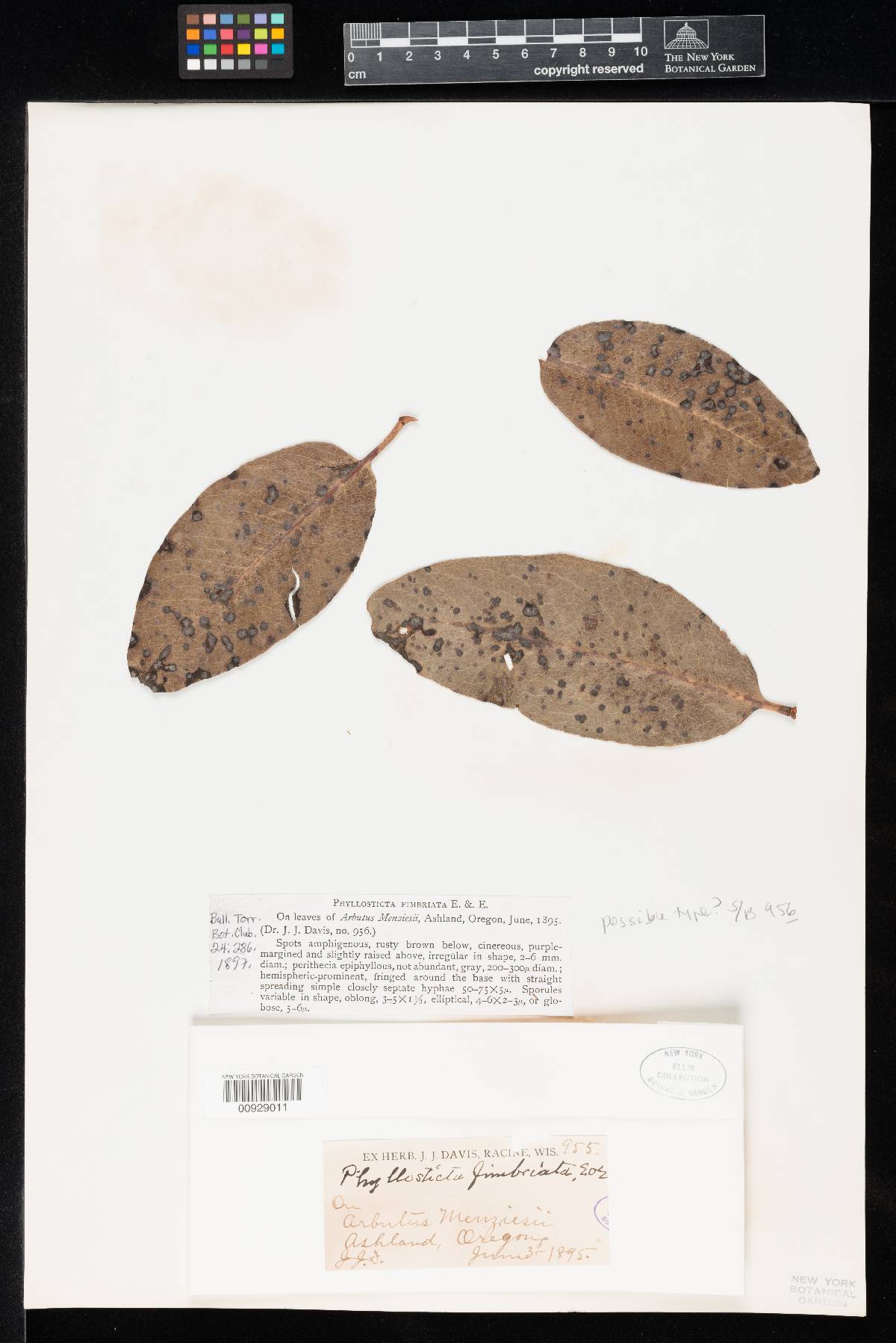 Phyllosticta fimbriata image