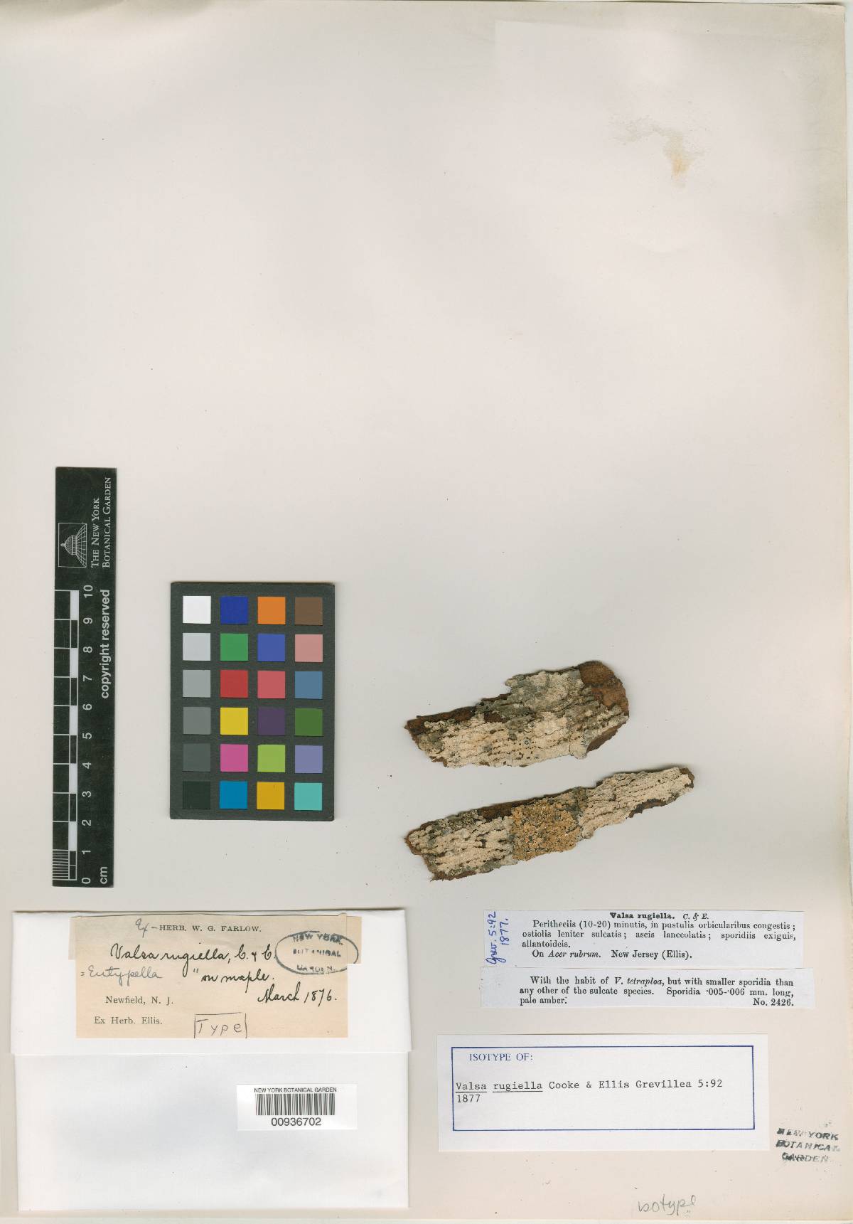 Valsa rugiella image