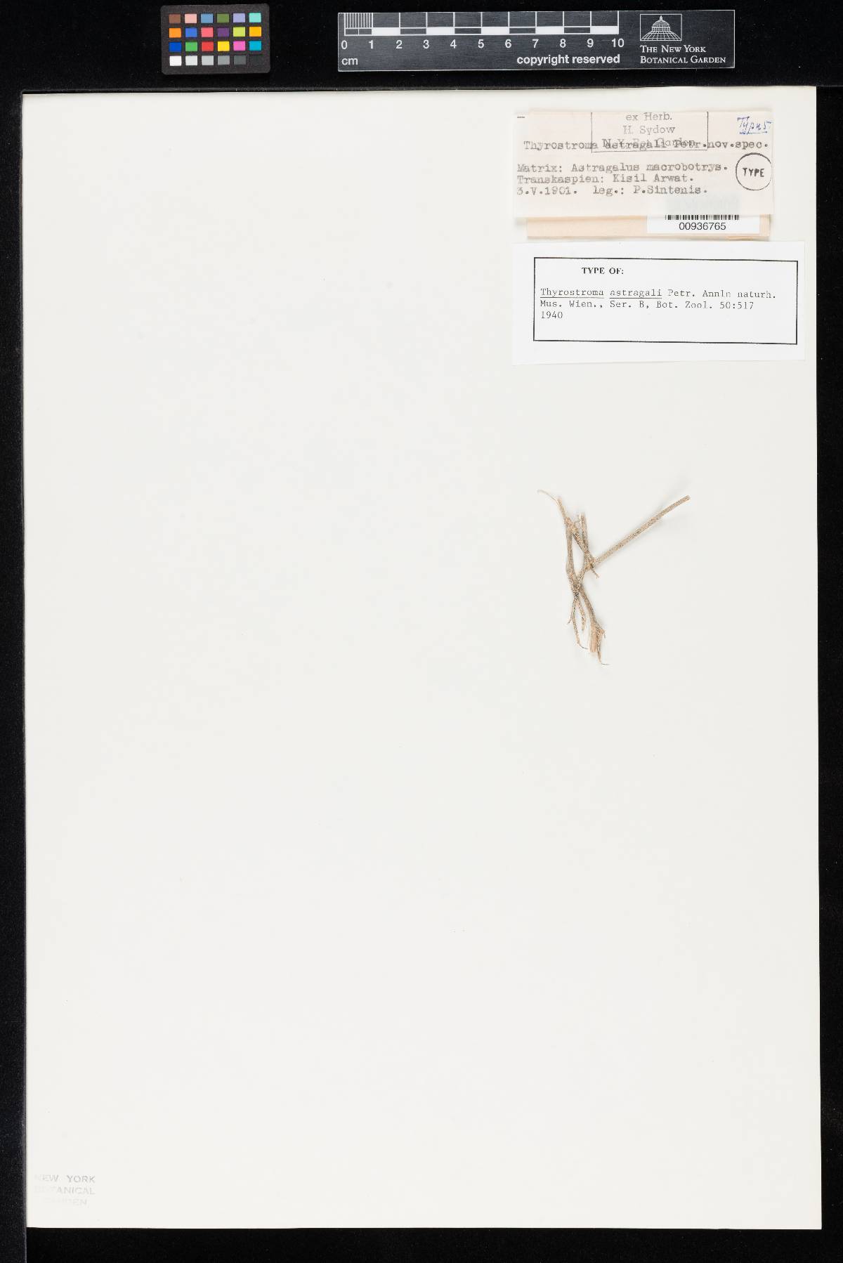 Thyrostroma astragali image