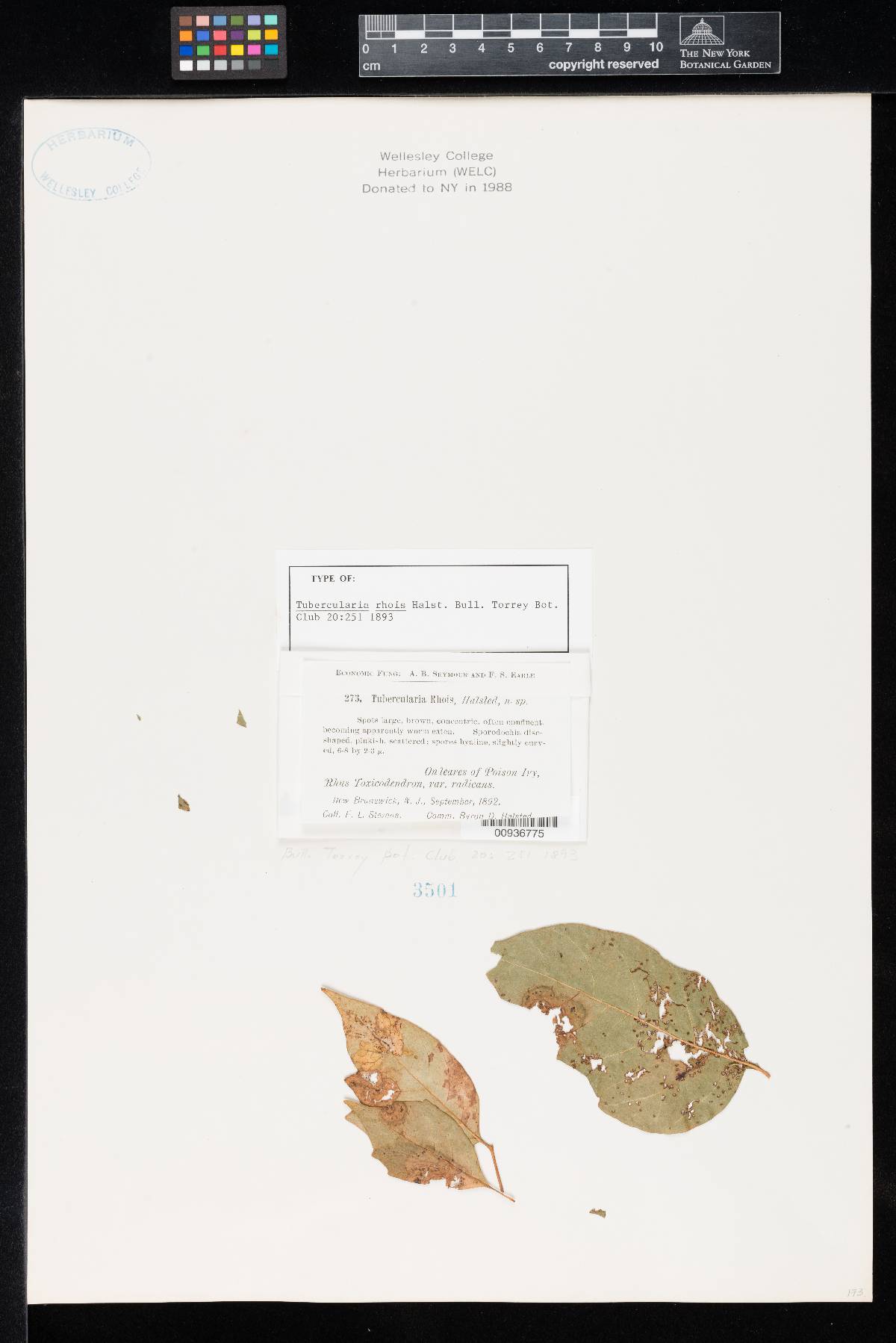 Tubercularia rhois image
