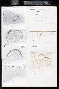 Tuberculina solanicola image