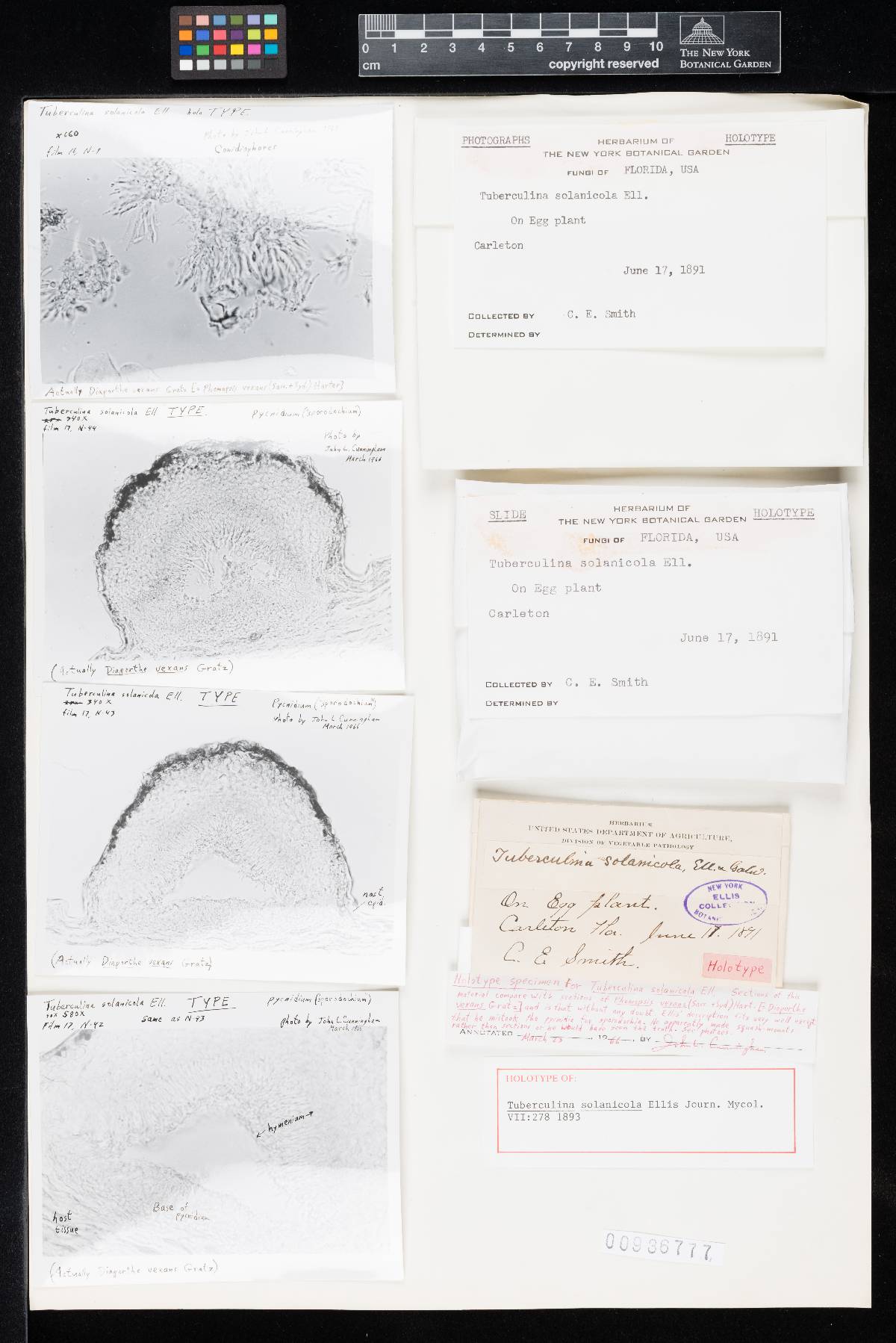 Tuberculina solanicola image