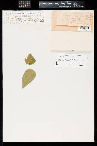 Isariopsis caespitosa image