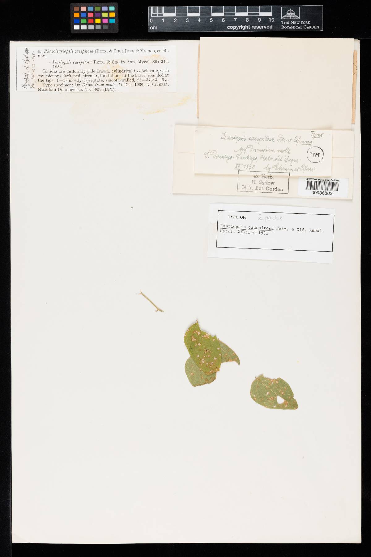 Isariopsis caespitosa image
