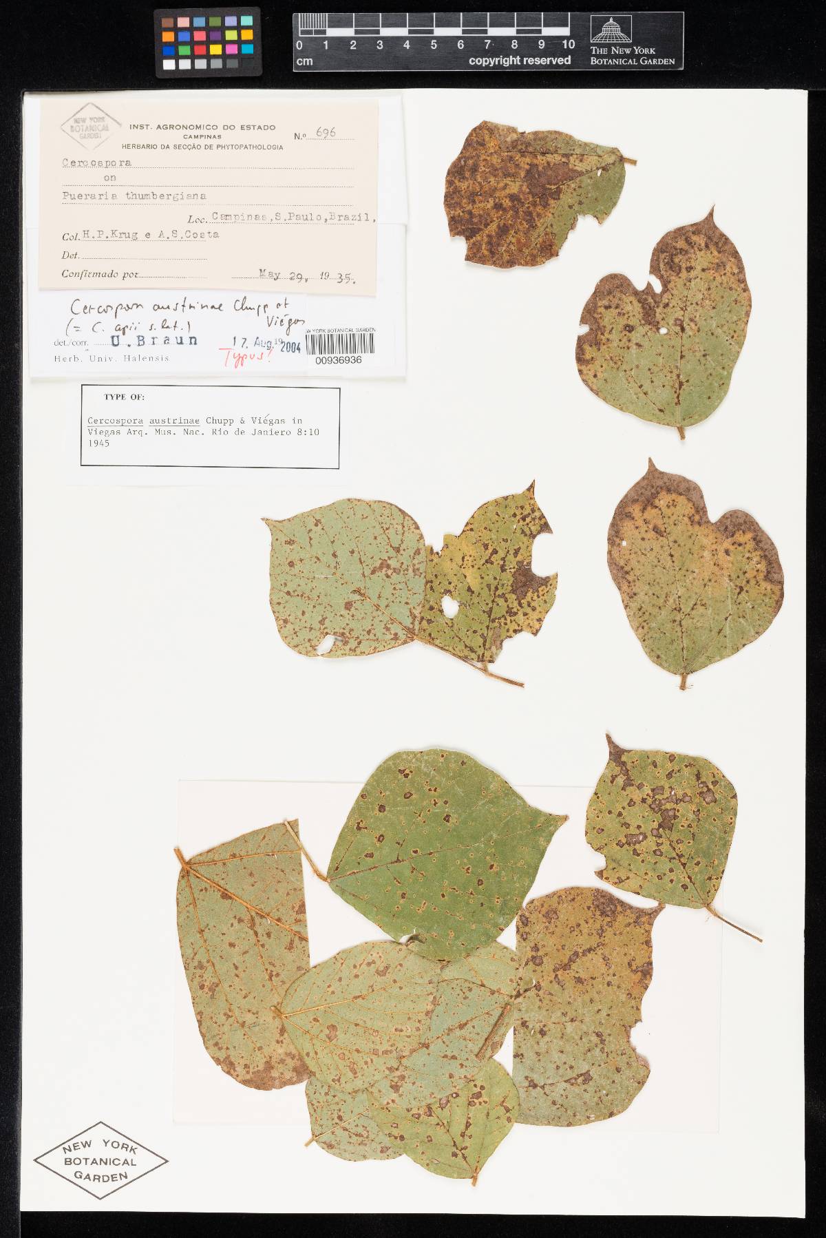Cercospora austrinae image