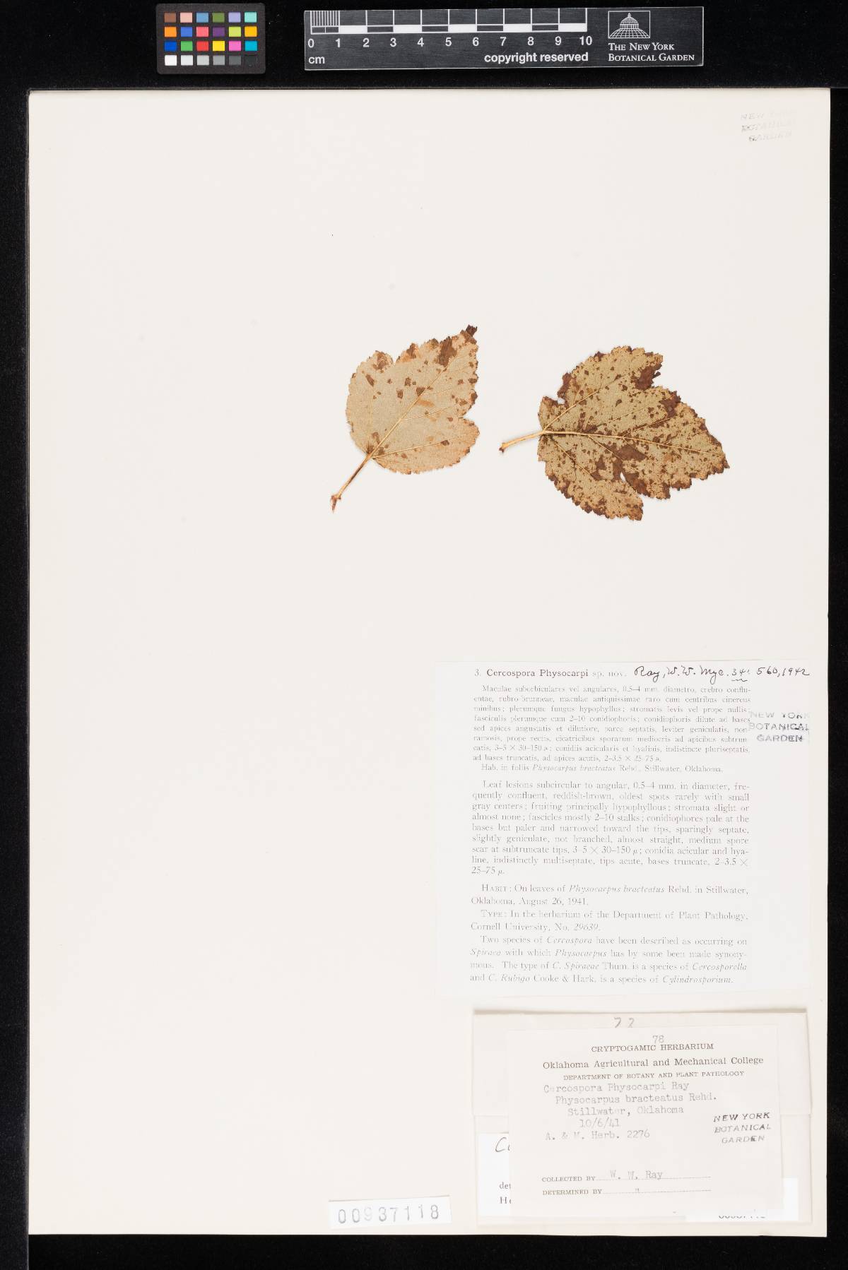 Cercospora physocarpi image