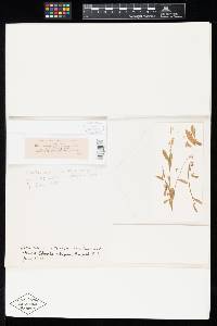 Gloeosporium ramosum image
